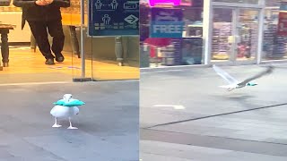 Seagull Stealing Chips Thug Life  WooGlobe Funnies [upl. by Strepphon603]