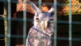 Whiskered OWL stares back  The Eurasian Scops Owl [upl. by Edaw490]