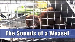 Sound of a Weasel  Mustelidae Weasel Ontario [upl. by Adnaw]