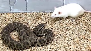 Snake attack rat Snake venom experiment [upl. by Ayiak]