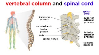 The Central Nervous System The Brain and Spinal Cord [upl. by Aehsel]