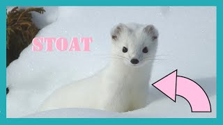 Ermine produce a fine chirping noise Fancy stoat sounds [upl. by Aicats]