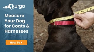 How To Measure Your Dog for Coats and Harnesses [upl. by Amalbena469]