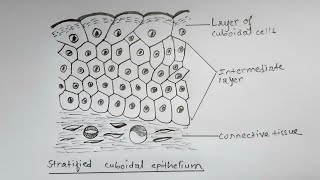 How to draw stratified cuboidal epithelium  easy way [upl. by Iives]