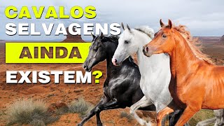 Cavalos selvagens ainda existem [upl. by Einavoj628]