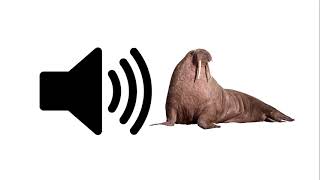 Walrus  Sound Effect  ProSounds [upl. by Senoj]