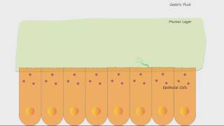 H Pylori and Ulcers [upl. by Oironoh882]