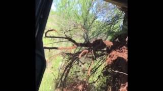 Grubbing mesquite in the Texas hill country [upl. by Laraine241]