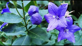 Strangest flowers of British garden Platycodon grandiflorus the Balloon Flower cultivation in UK [upl. by Lednem631]