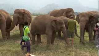 Trumpet with the Elephants  ElephantNews [upl. by Charmion]