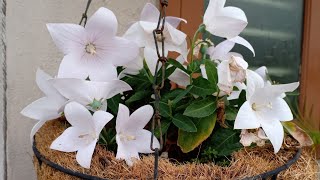 PruningSeed collection and best potting mix for Balloon flower  Platycodon Aster Pink [upl. by Serene]