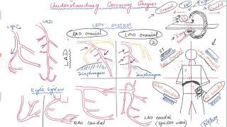 Your Radiologist Explains MR Angiography of the Brain and Neck [upl. by Gwenora837]