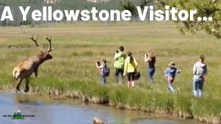 Stupid Yellowstone Behavior Top 10 [upl. by Bridie123]