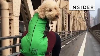 Dog Backpack Is Perfect For Adventurous Doggos [upl. by Jannelle769]