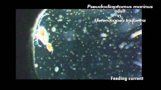 Zooplankton feeding copepod adults and larvae nauplii eating various phytoplankton [upl. by Domineca171]