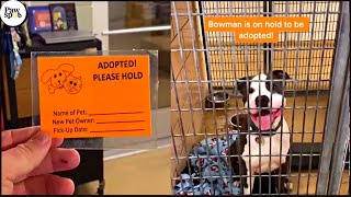 Shelter Dogs Get Adopted  Priceless Moments When Shelter Dogs Realized They Are Being Adopted [upl. by Lilybelle]