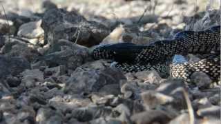 Kingsnake eats Mojave Rattlesnake [upl. by Daffie568]