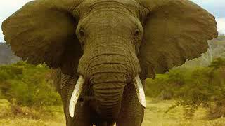 Elephant Trumpets a Single Classic Sound [upl. by Moraj]