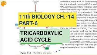 Class 11 BiologyCh14 Part6Tricarboxylic Acid CycleStudy with Farru [upl. by Dniren461]