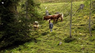 Almen in Österreich Vom Leben mit der Natur [upl. by Noryb497]