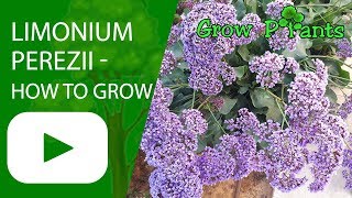 Limonium perezii  How to grow Sea lavender [upl. by Doolittle]