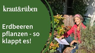 Erdbeeren pflanzen 🍓  Unsere BiogartenWelt [upl. by Anha731]