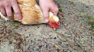 How to hypnotize a chicken [upl. by Emmie]