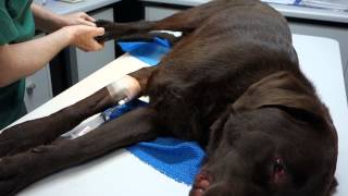 Intubation of the dog [upl. by Ninon]