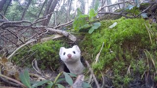 White Ermine [upl. by Tacye]