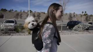 The Best Backpack Dog Carrier in the World  K9 Sport Sack  Pet Carrier [upl. by Ielirol124]