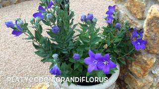 Platycodon grandiflorus Garden Center online Costa Brava  Girona [upl. by Ronna985]