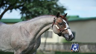 100 years of quarter horses [upl. by Forland]