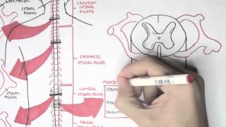 Neurology  Spinal Cord Introduction [upl. by Alphonse651]