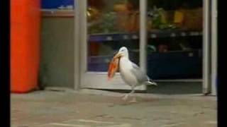 Sam the seagull stealing Doritos [upl. by Rafaj]