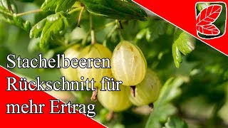 Stachelbeeren richtig schneiden [upl. by Agace]