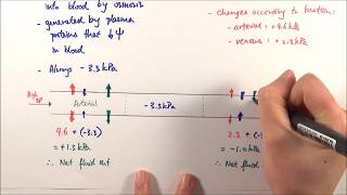 AS Biology  Tissue fluid formation OCR A Chapter 83 [upl. by Irving]