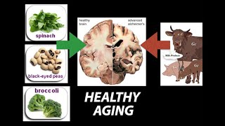 Healthy Nutrient Wealthy and Wise Diet for Healthy Aging  Research on Aging [upl. by Anitrak997]