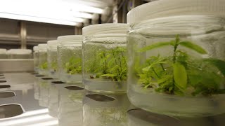 Plant Micropropagation 101 「Orchid Tissue Culture」 [upl. by Eelarbed]