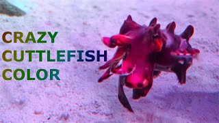 How Cuttlefish and Octopus Change Their Color [upl. by Ikkin]