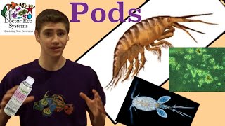 Copepods and Rotifers Info Does your Tank Need Them [upl. by Acinomaj]