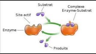 Rôle et mode daction des enzymes [upl. by Intyrb418]