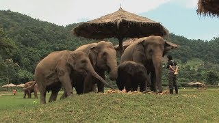 Assignment Asia Thailand’s elephant whisperer [upl. by Nairot]