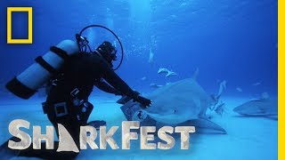 Tonic Immobility in Tiger Sharks  SharkFest [upl. by Eiznil]