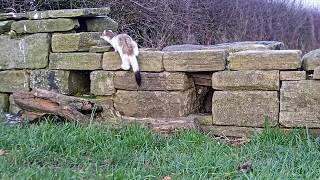 Stoat vs Weasel  Discover Wildlife  Robert E Fuller [upl. by Ecnerwaled7]