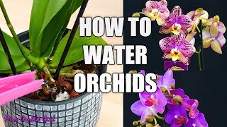 Orchid Care for Beginners  How to water Phalaenopsis Orchids [upl. by Nosraep]