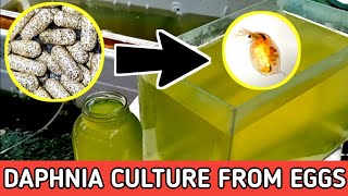 HOW TO HATCH DAPHNIA EGGS  HOW TO CULTURE DAPHNIA [upl. by Sitoeht945]