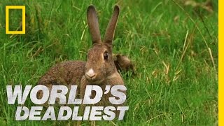 Stoat Hypnotizes Rabbit  Worlds Deadliest [upl. by Aihsyak]