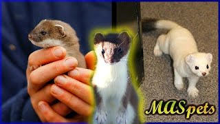 Keeping Stoats as Pets  Shorttailed WeaselErmine as Pets [upl. by Mallorie]