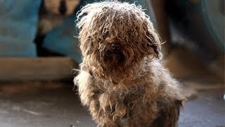 180 Animals Rescued from Arkansas Puppy Mill [upl. by Pinto437]