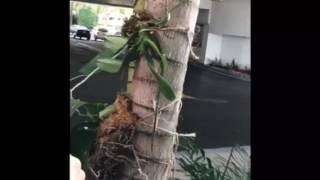 Video 3 Mounting phalaenopsis Orchid on a Palm Tree [upl. by Pirri]